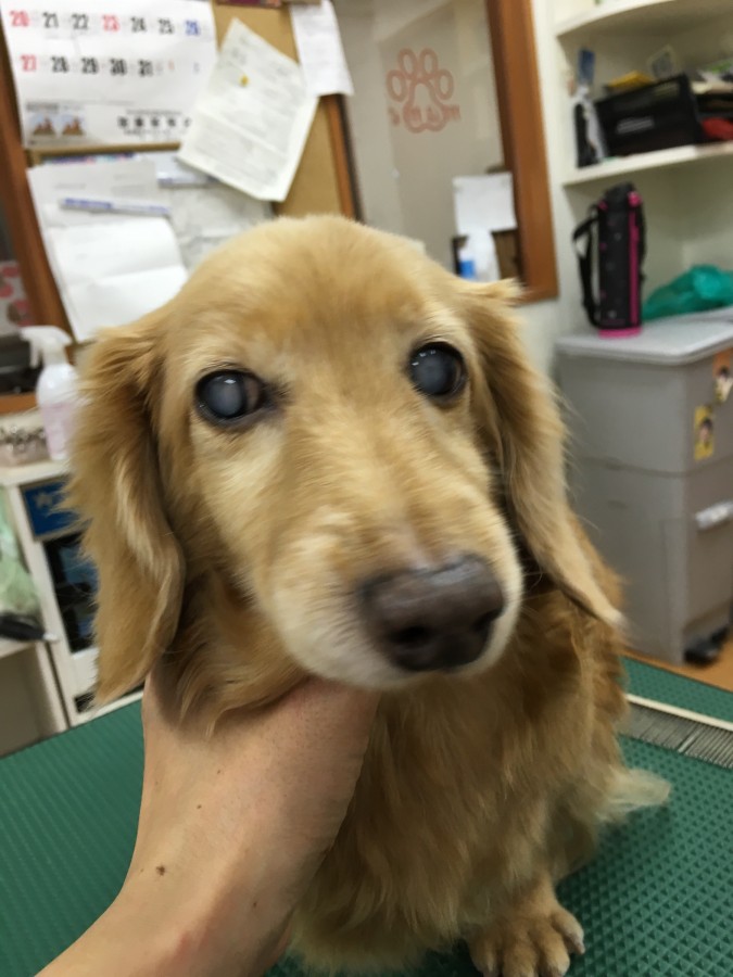 犬の美容室まめたろう プリンちゃん