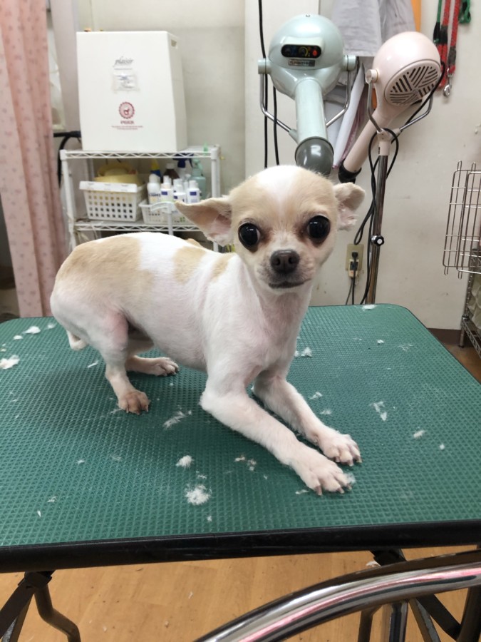 犬の美容室まめたろう プリンちゃん