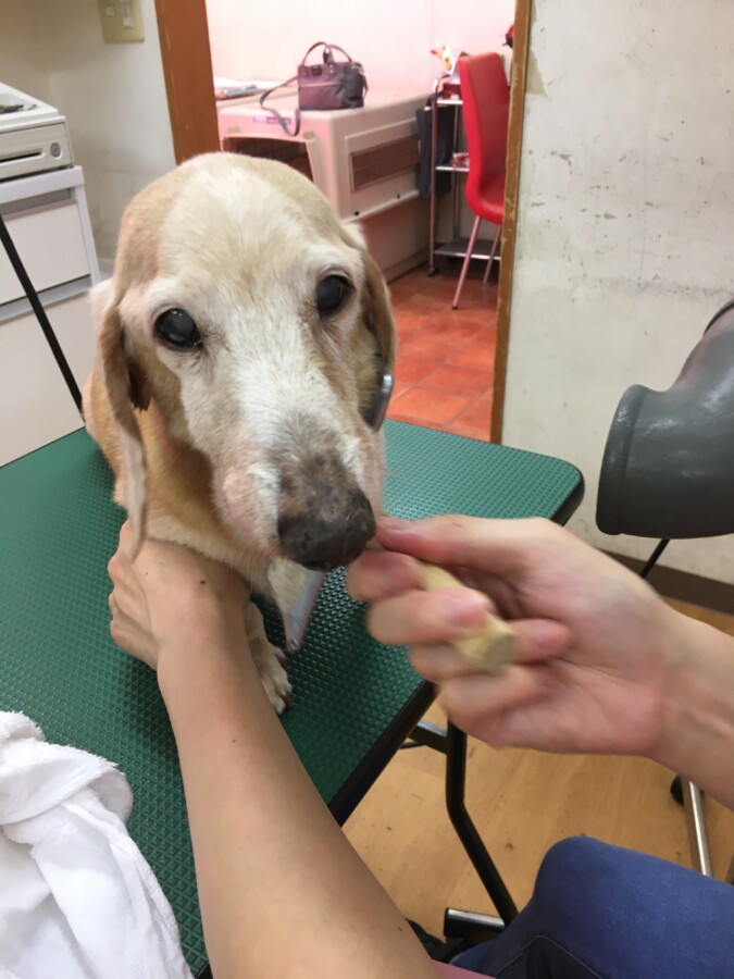 犬の美容室まめたろう チョッパーくん