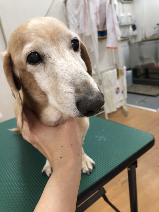 犬の美容室まめたろう チョッパーくん