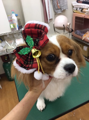 犬の美容室まめたろう ひなちゃん