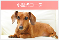 小型犬コース