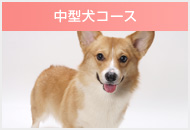 中型犬コース